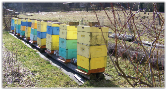 Wiosenne prace w pasiece, cz. 2.